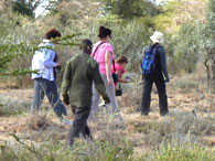 Nature walk in Mara