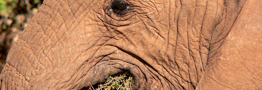 Elephant at close quarters