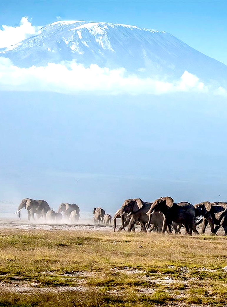 Wildlife Safari in Amboseli National Park with Mountain Rock Safaris