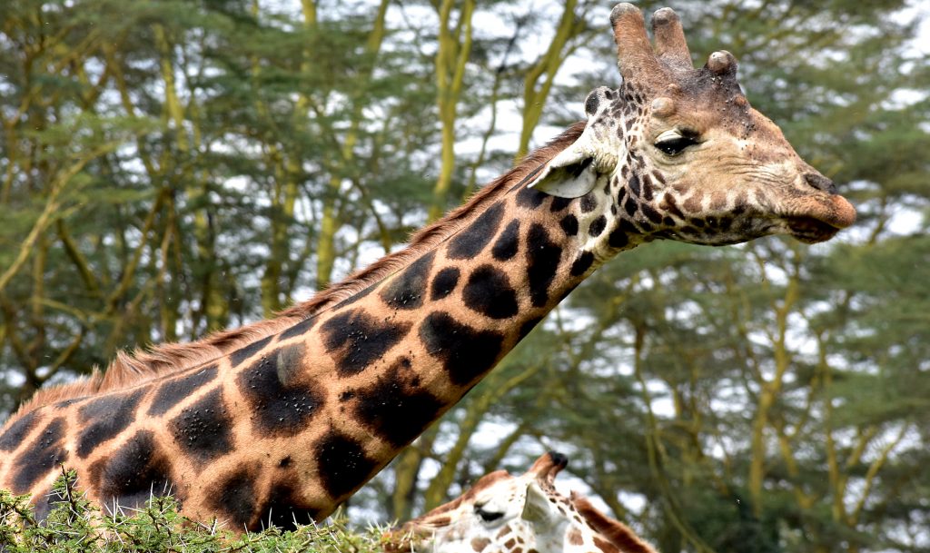 Short Wildlife and Cultural safaris in Kenya