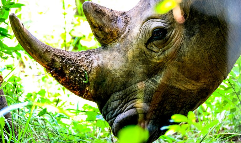 Black Rhino ar Meru National Park