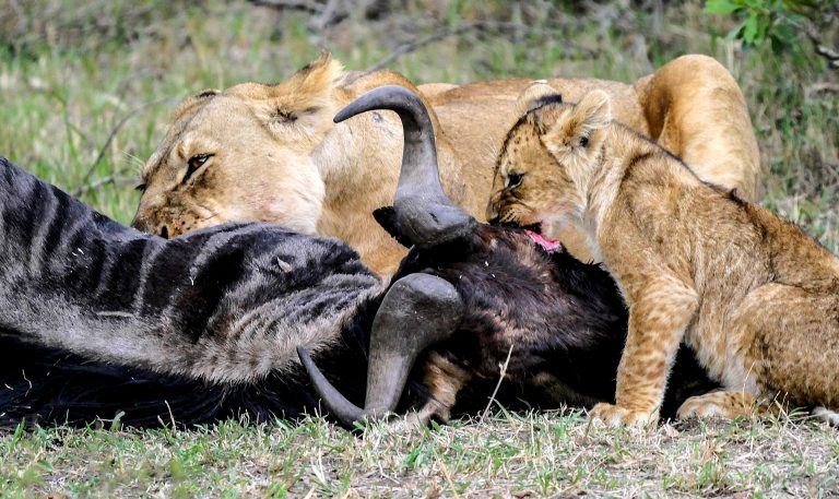 Masai Mara Safari