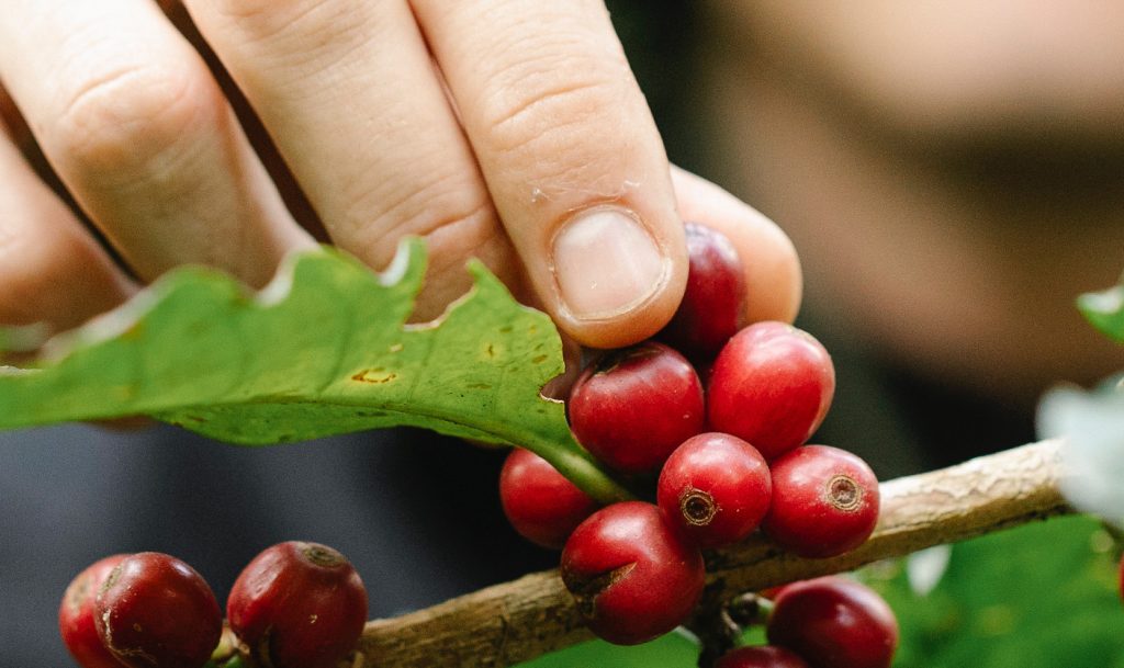 Coffee farm tour