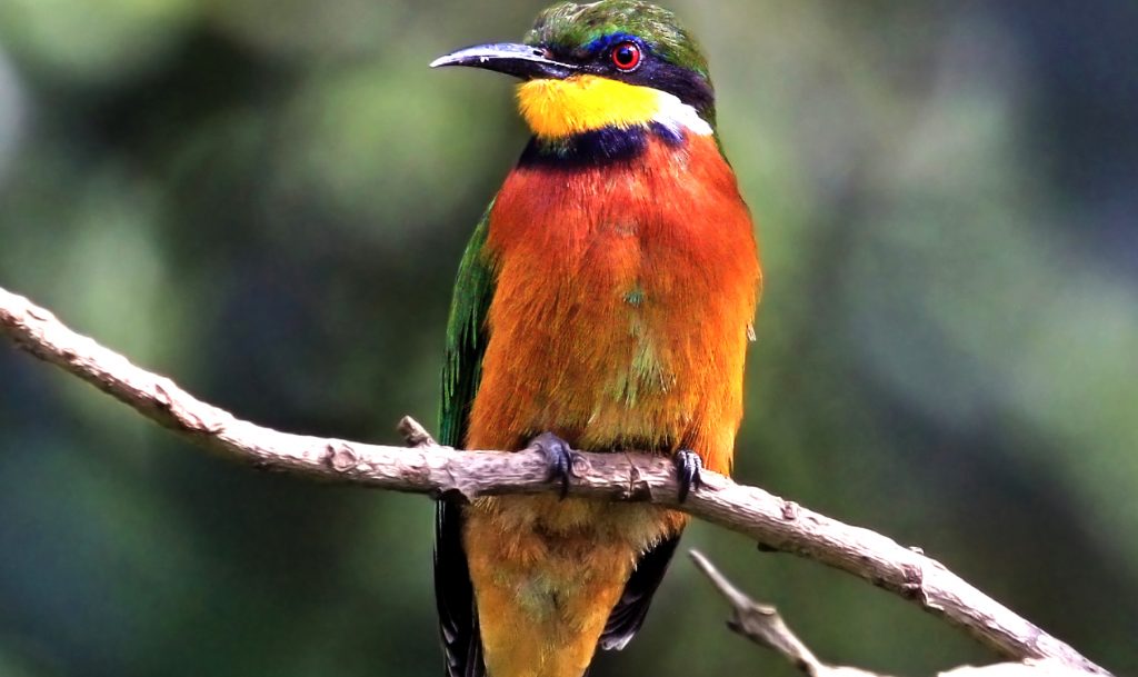 Cinnamon Chested Bee Eater