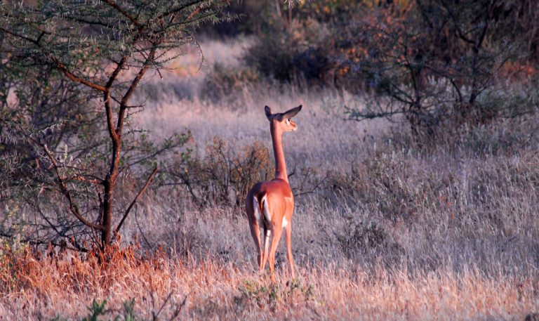 Kenya Wildlife Safari