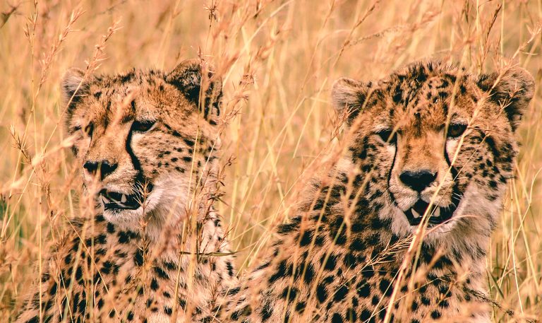 Cheetah cubs in Masai Mara