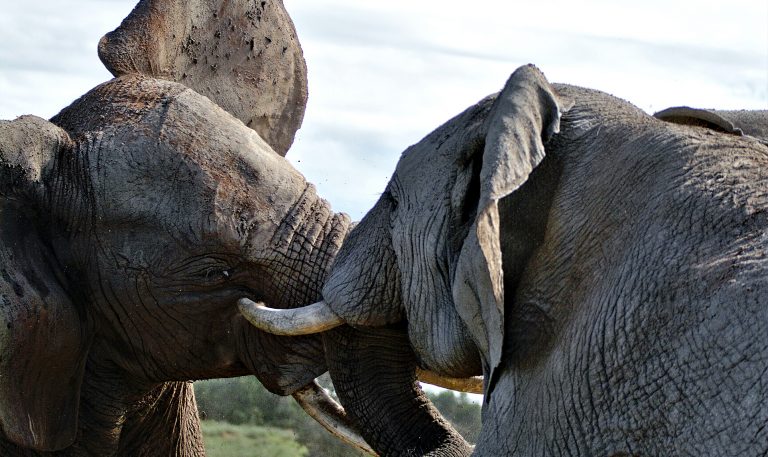 Elephants in Amboseli