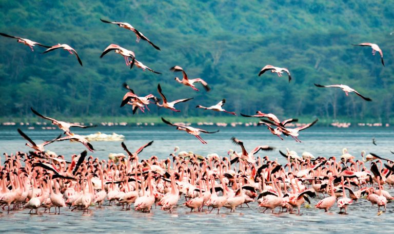 Flamingo Lakes of East Africa