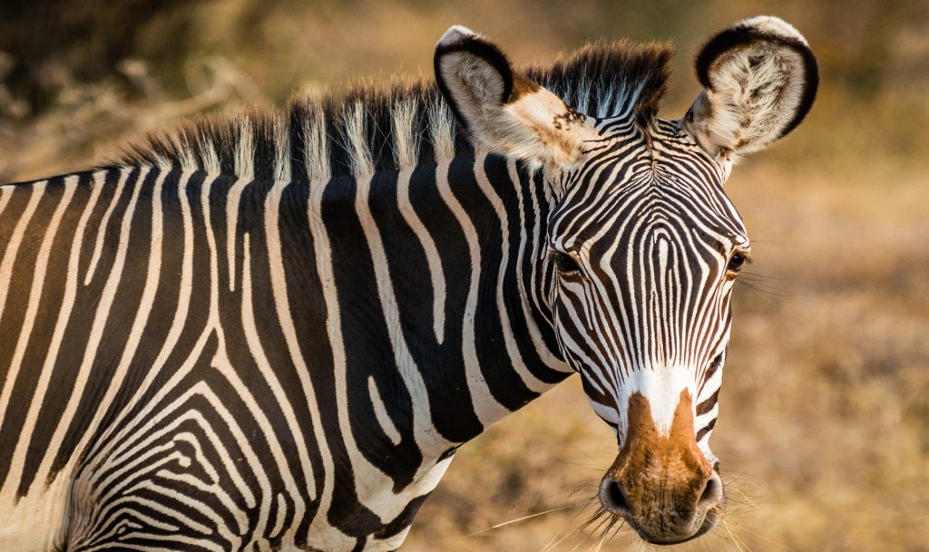 Samburu Luxury safari