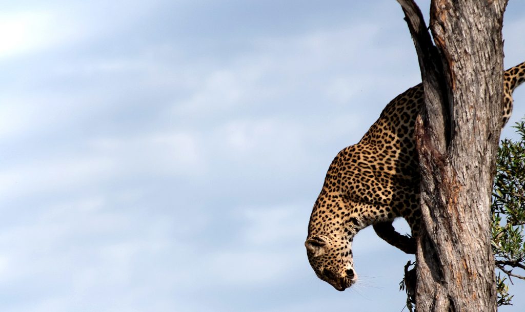 Luxury Safari in Masai Mara, Amboseli