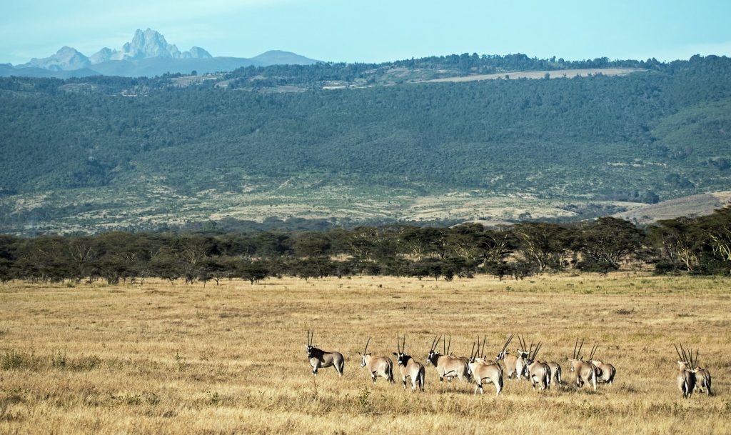 All this Kenya safari